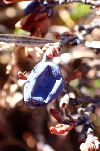 Frucht Nr. 7 ... 10.10.2025