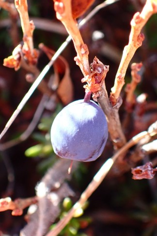 Frucht Nr. 9 ... 10.10.2025