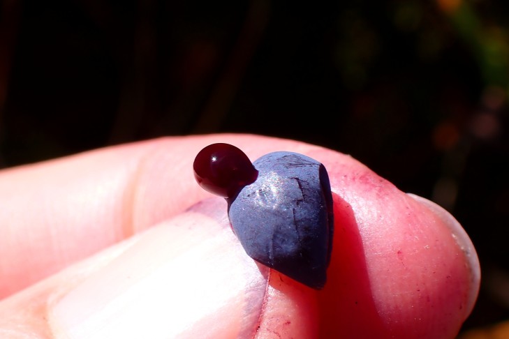 ... Fruchtfleisch dunkelrot. 10.10.2025