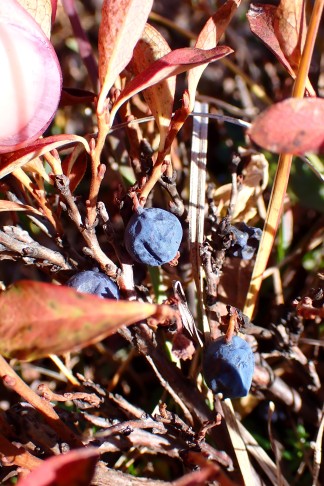 Frucht Nr. 14 ... 10.10.2025