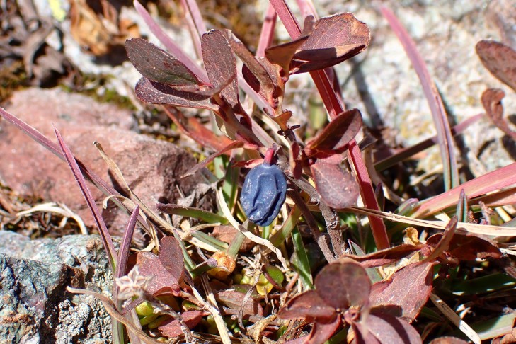 Frucht Nr. 2 ... 10.10.2025