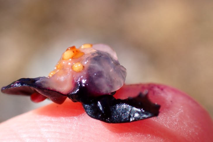 ... Fruchtfleisch weiss (reife Samen hellbraun). 10.10.2025