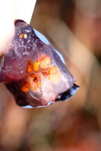 ... Fruchtfleisch weiss. 10.10.2025