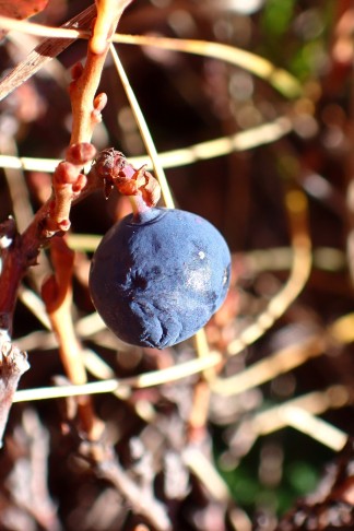 Frucht Nr. 4 ... 10.10.2025