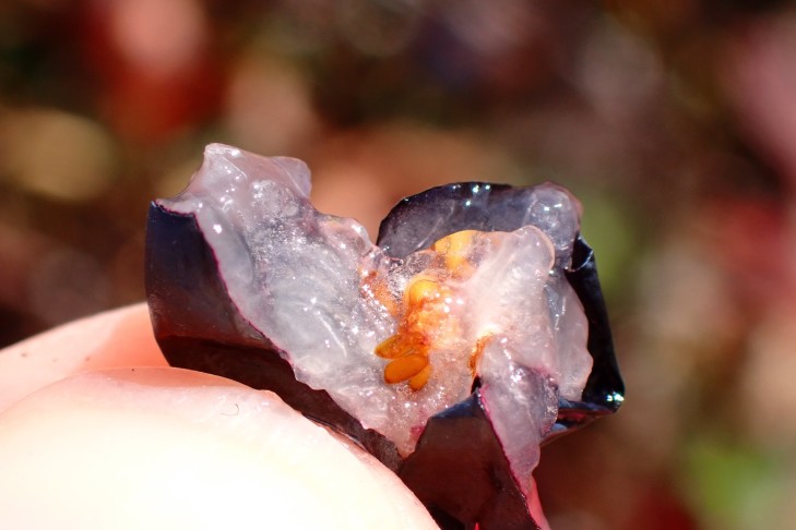 ... Fruchtfleisch weiss. 10.10.2025