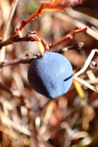 Frucht Nr. 6 ... 10.10.2025