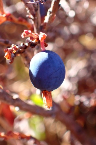 Frucht Nr. 8 ... 10.10.2025