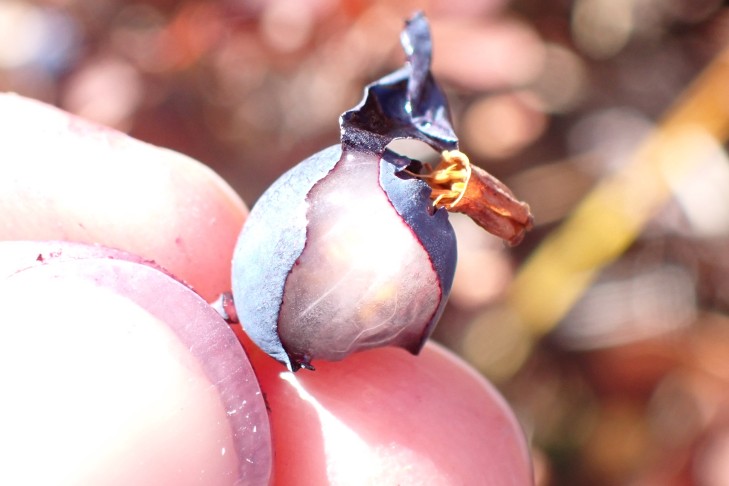 ... mit weissem, recht kompaktem Fruchtfleisch. 10.10.2025