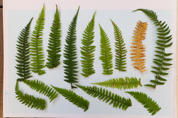15 Fiedern von unterschiedlichen Wald-Frauenfarn (Athyrium filix-femina) Pflanzen. Oberseiten, ... Köniz (BE), 15.10.2025