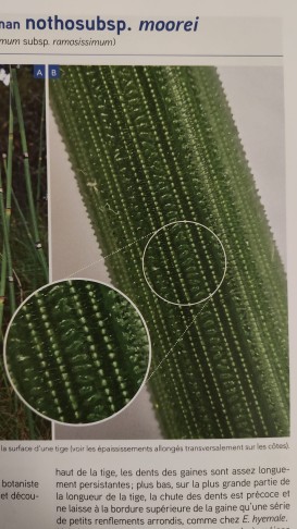 Bei x morrei sind die Höcker miteinander verschmolzen und bilden unregelmässige Querrippen.