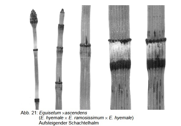 E. x ascendens
