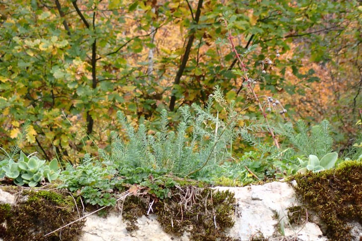 Pflanze auf einer Mauerkrone; neue Triebe bläulichgrün. La Neuveville (BE), 04.11.2025