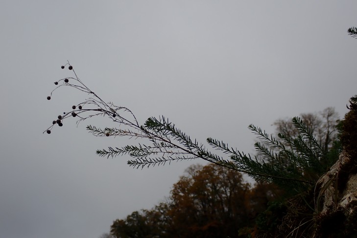 Dieselbe Pflanze von der Seite fotografiert - Früchte leicht nickend. La Neuveville (BE), 04.11.2025