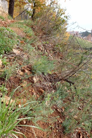 Population unterhalb des Weges. La Neuveville (BE), 04.11.2025