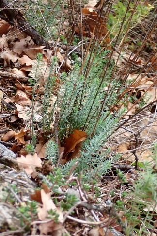 Neue Triebe bläulichgrün. La Neuveville (BE), 04.11.2025