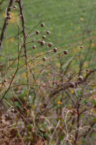 Früchte schräg abstehend oder leicht nickend. La Neuveville (BE), 04.11.2025