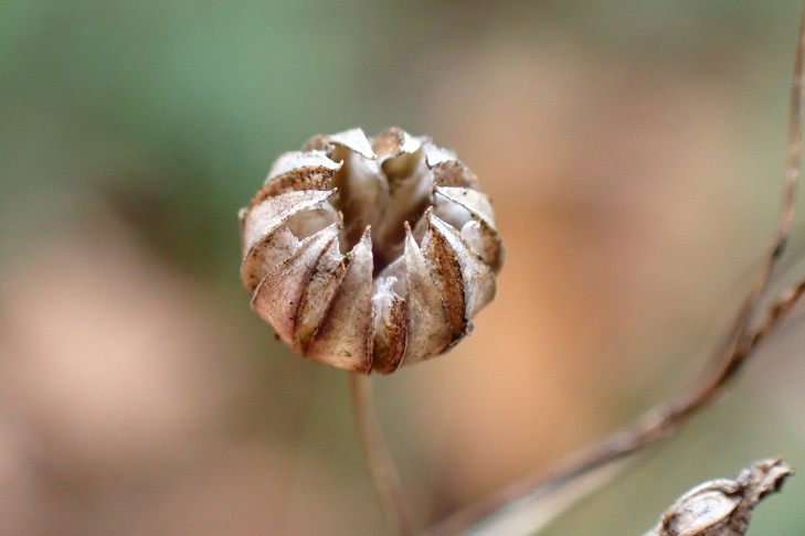 Kapsel 10-fächerig. La Neuveville (BE), 04.11.2025
