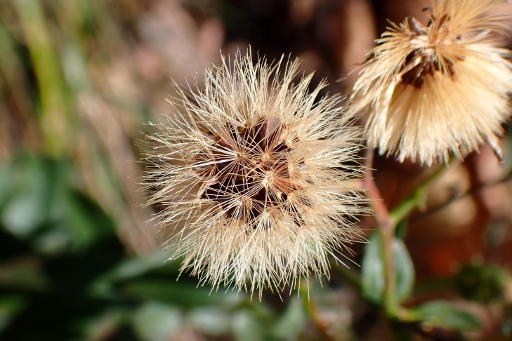 Art 2. Mont Vully (FR), 18.11.2025