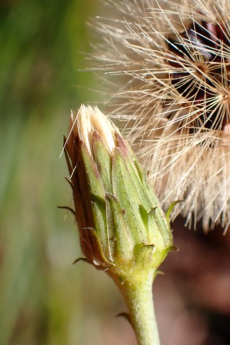 Art 2. Mont Vully (FR), 18.11.2025