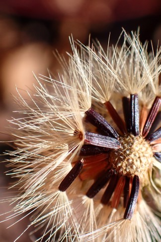 Art 2. Reife Früchte braun, kahl. Mont Vully (FR), 18.11.2025