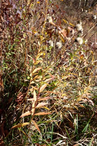 Art 2. Mont Vully (FR), 18.11.2025