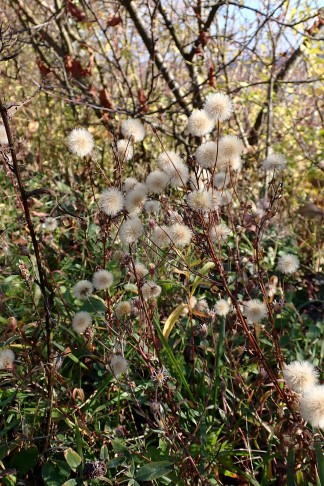 Art 3. Mont Vully (FR), 18.11.2025