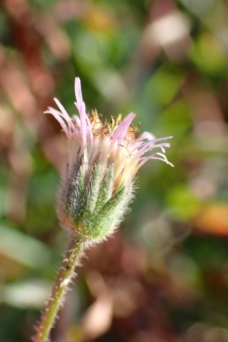 Art 3. Ein paar allerletzte Blüten sind noch zu sehen. Mont Vully (FR), 18.11.2025