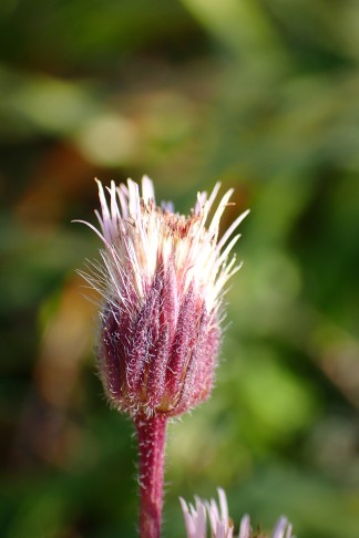 Art 3. Mont Vully (FR), 18.11.2025