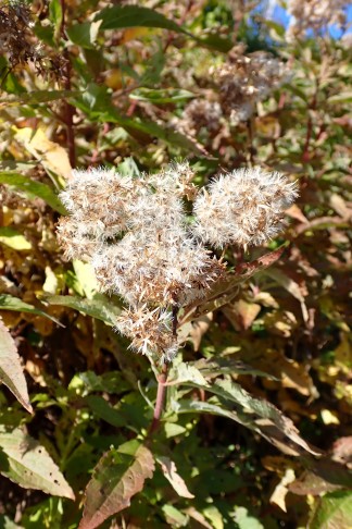 Art 4. Fruchtstand. Mont Vully (FR), 18.11.2025