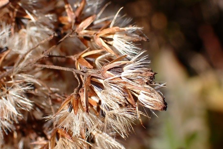 Art 4. Mont Vully (FR), 18.11.2025