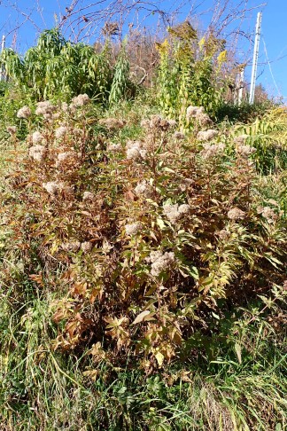 Art 4. Mont Vully (FR), 18.11.2025