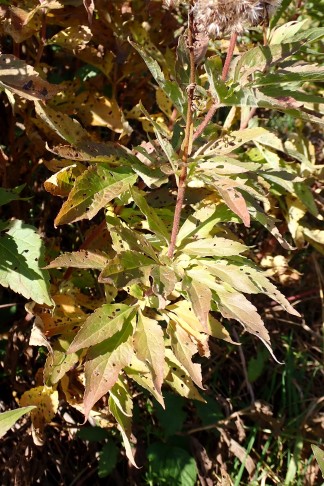 Art 4. Stängelblätter. Mont Vully (FR), 18.11.2025