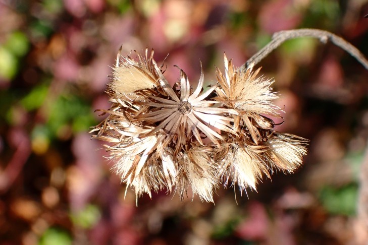 Art 5. Hüllblätter nach der Fruchtreife strahlig ausgebreitet. Mont Vully (FR), 18.11.2025