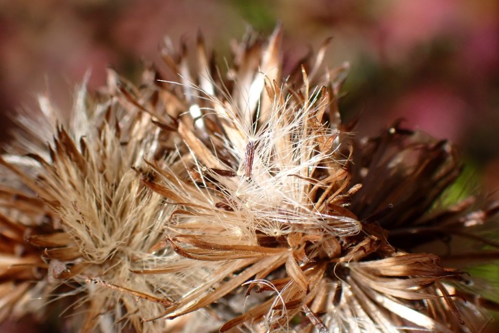 Art 5. Mont Vully (FR), 18.11.2025