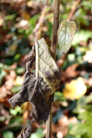 Art 5. Von den Blättern ist nicht mehr viel übrig. Mont Vully (FR), 18.11.2025