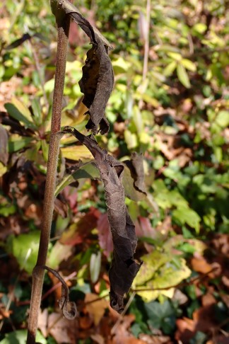 Art 5. Stängelblätter. Mont Vully (FR), 18.11.2025