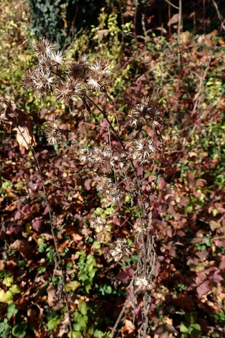 Art 5. Habitus. Mont Vully (FR), 18.11.2025