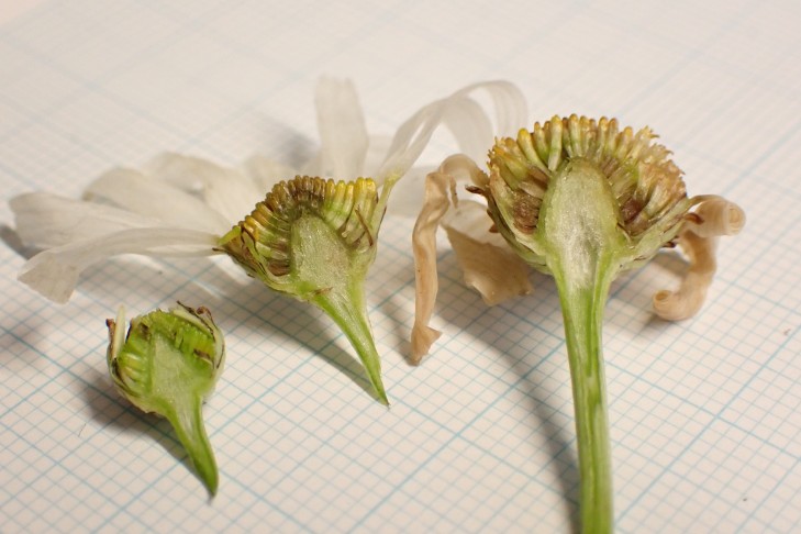 Aufgeschnittene Körbchen der Geruchlosen Strandkamille (Tripleurospermum inodorum). Grossaffoltern (BE), 24.11.2025