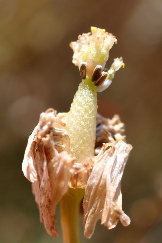 Fruchtboden der Echten Kamille (Matricaria chamomilla) schmal kegelförmig... Köniz (BE), 22.07.2025