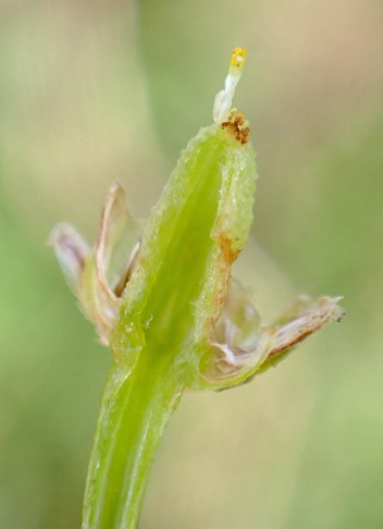 und hohl. Köniz (BE), 22.07.2025