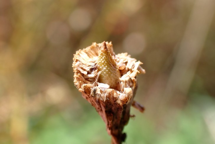 Fruchtstand der Echten Kamille (Matricaria chamomilla). Köniz (BE), 22.07.2025