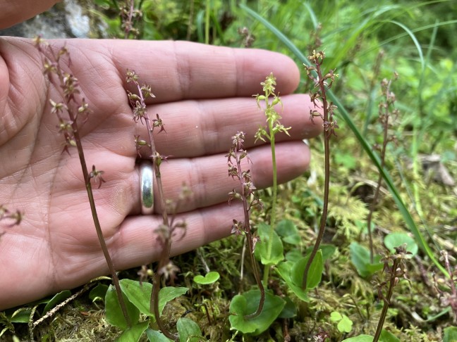 Sigriswil (BE), 09.06.2025