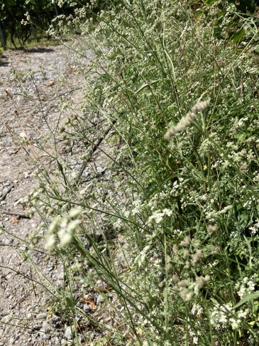 Salgesch (VS), 02.07.2024