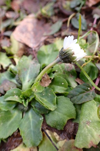 Gänseblümchen (Bellis perennis) Bern (BE), 29.01.2026