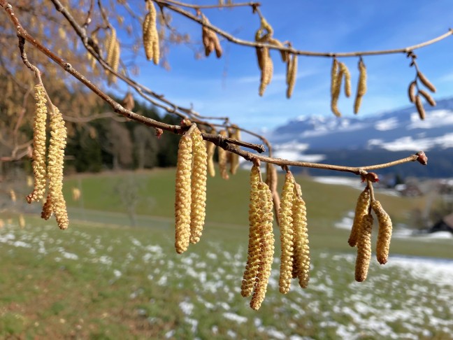 Corylus avellana: wer ganz genau schaut, sieht auch die weiblichen Blütchen, 31.01.2026 