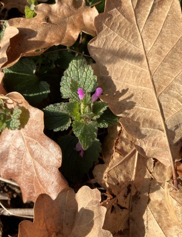 Lamium purpureum, geschützt im Laubmänteli, 31.01.2026