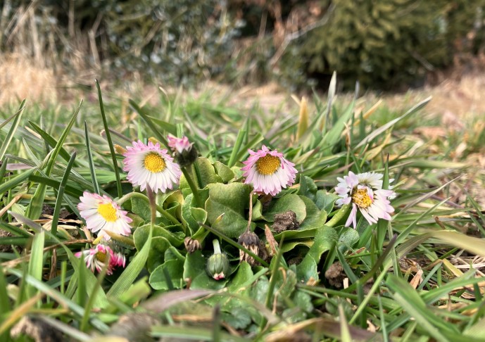 Bellis perennis, Zungenblüten mit rötlichen Spitzchen, 31.01.2026