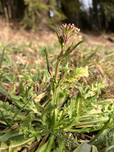 Capsella bursa-pastoris, für einmal ohne Schötchen, 31.01.2026