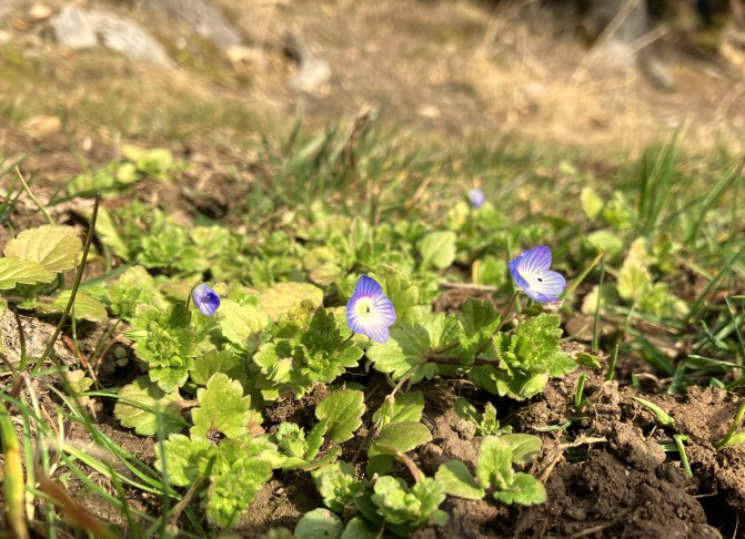 Veronica persica, mit gestreiften Blütenblättern und weissem Schlund, 31.01.2026