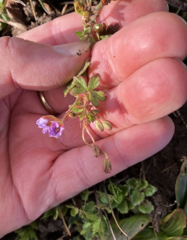 Geranium pyrenaicum, etwas mitgenommen vom Schnee, 31.01.2026